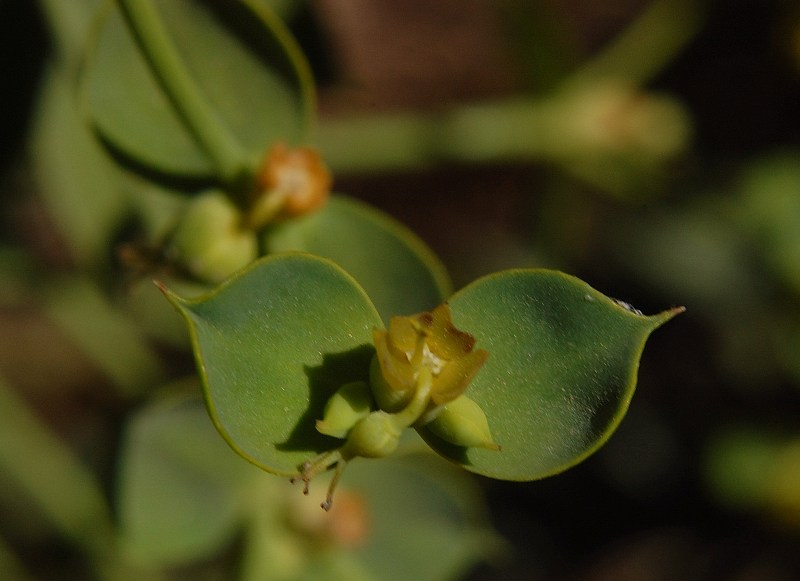 Aiuto per Euphorbia biumbellata